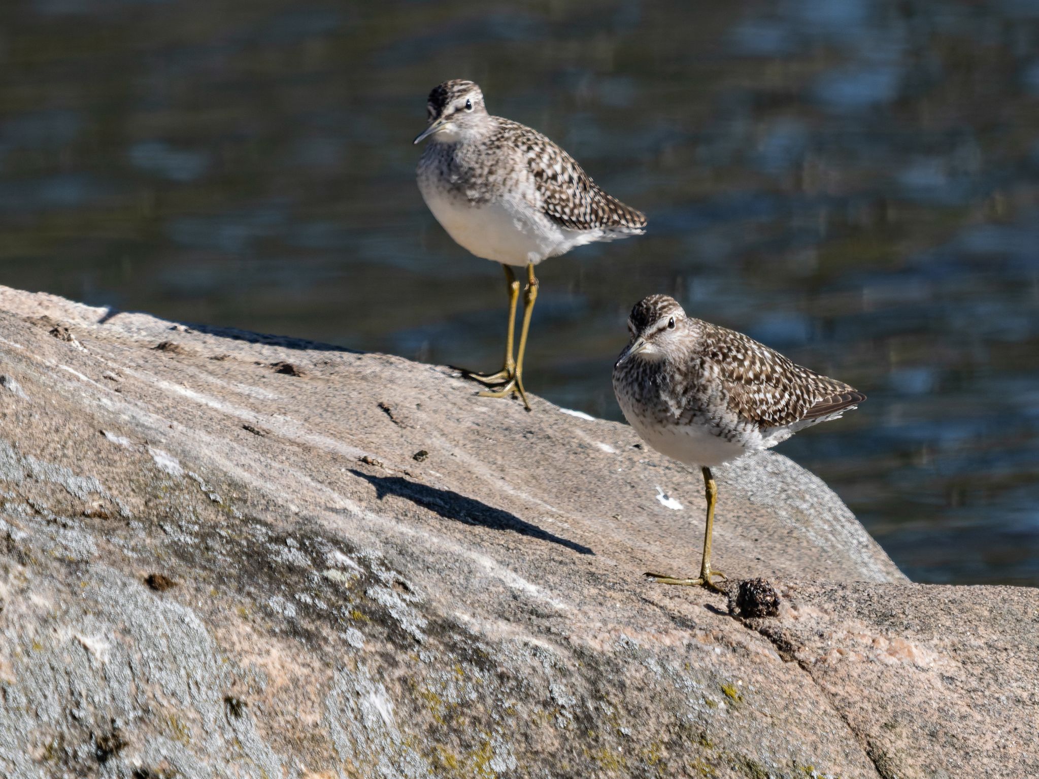Bruchwasserläufer